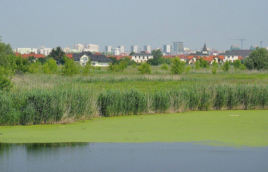 Widok na Gocław z Jeziora Żabiego