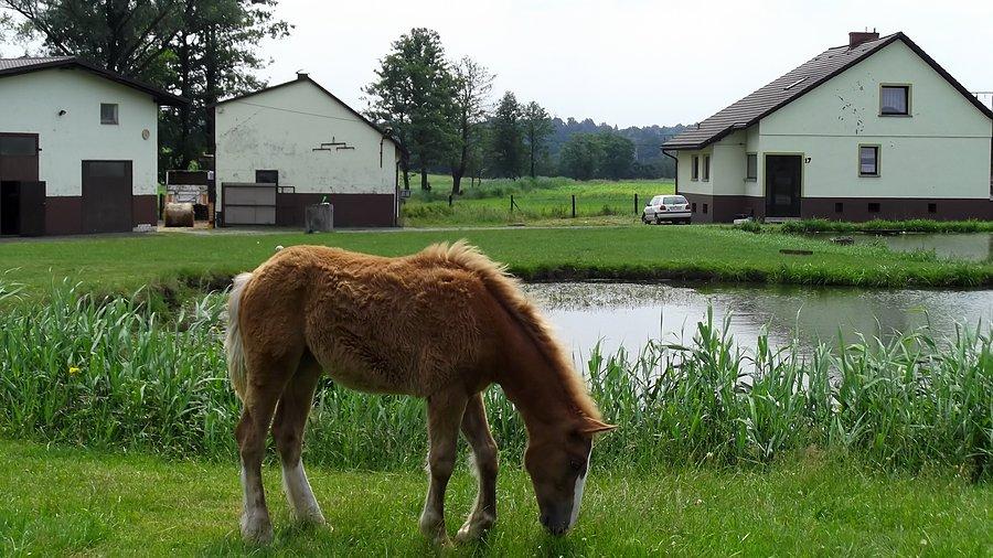 Stadnina koni Czyżowice