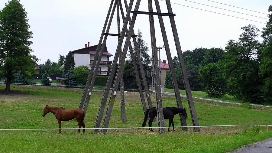 Czyżowice stadnina koni