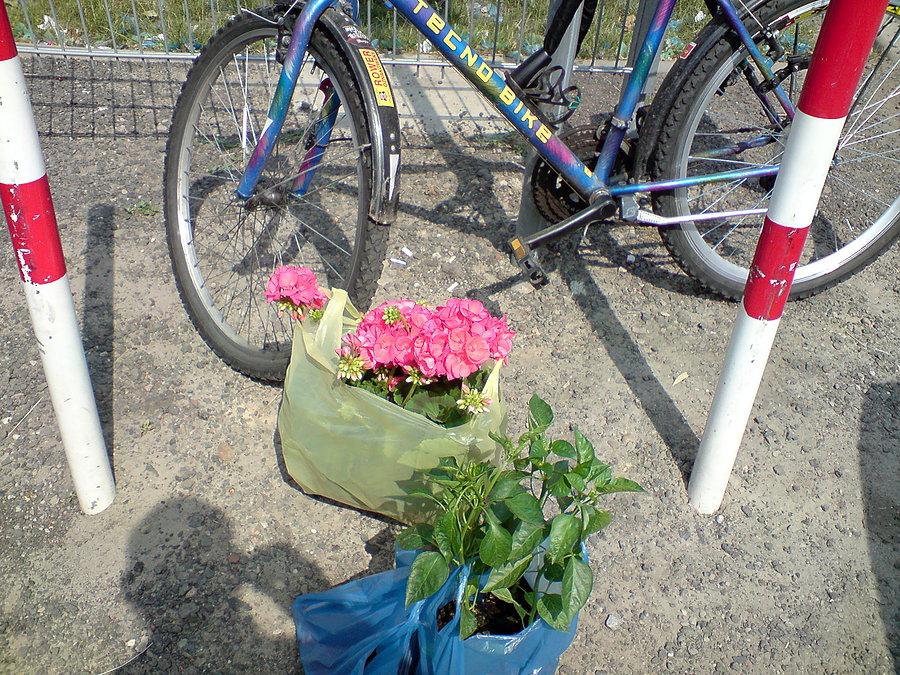 Sadzonki pelargonii i papryki