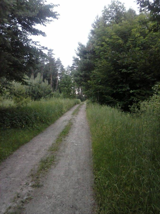 Uroczysko „Kaczycki Las”