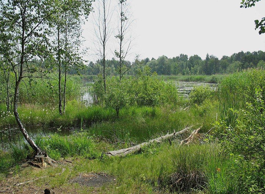 Jezioro Torfy