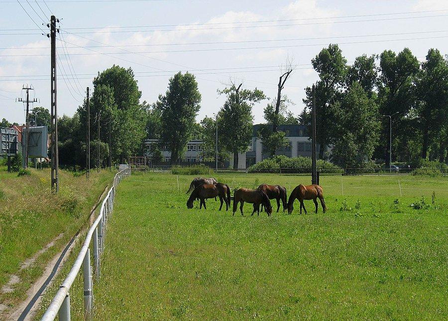 Końska łączka w Powsinie