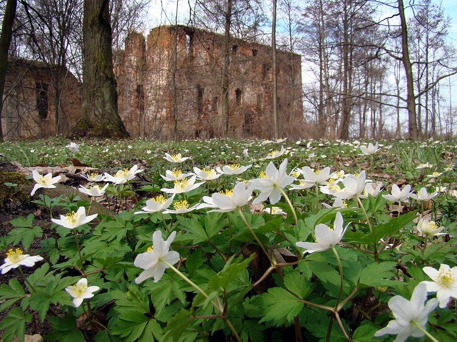 Ruiny pałacu w Grodziszczu