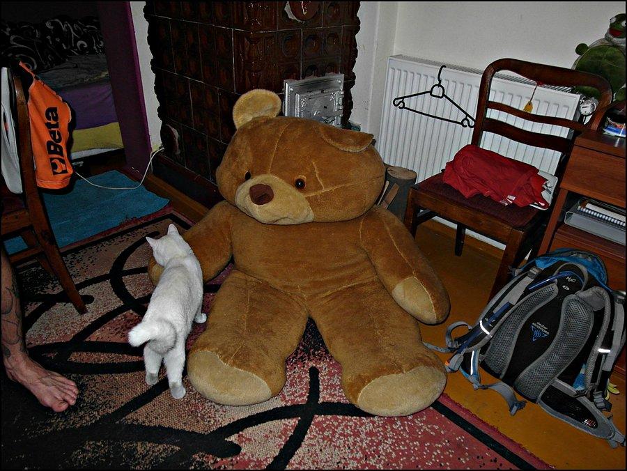 Tedunio! :)