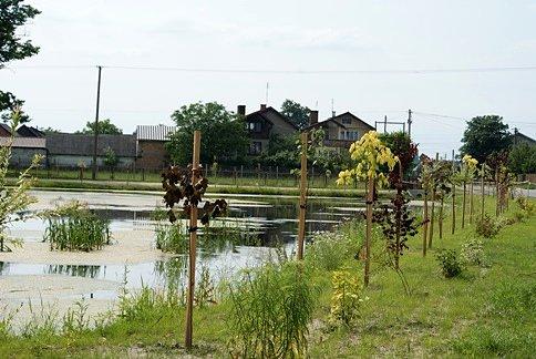 Otoczenie stawu w Królowej Woli zmieniło się nie do poznania