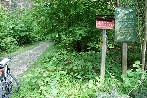 W Rezerwacie Żądłowiece