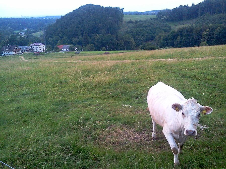 Stanislavice mućka