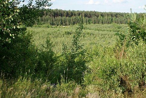 Po ścieżce nad urwiskiem dawnej piaskowni Tymoteuszka mknie
