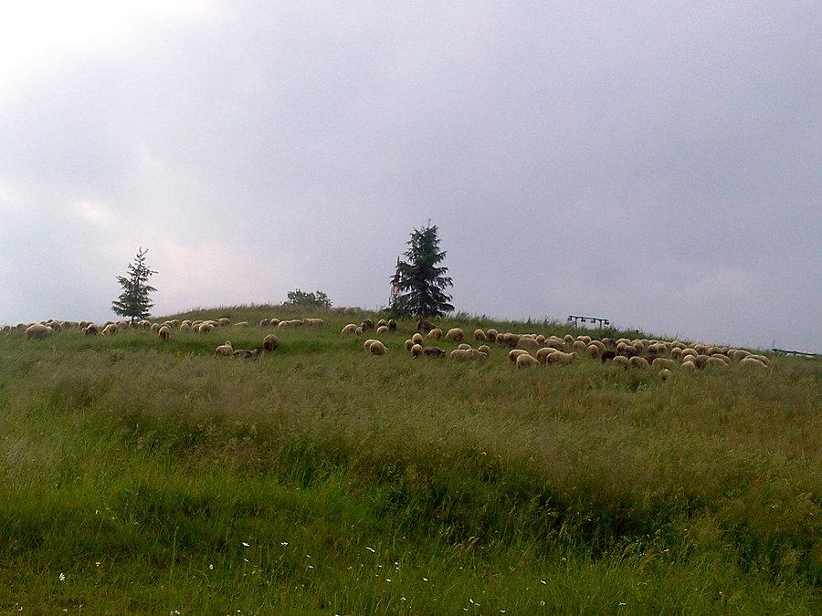 Owce na Ochodzitej