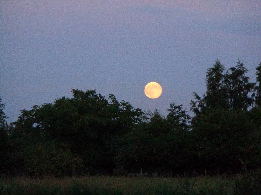 Księżyc nad drzewami