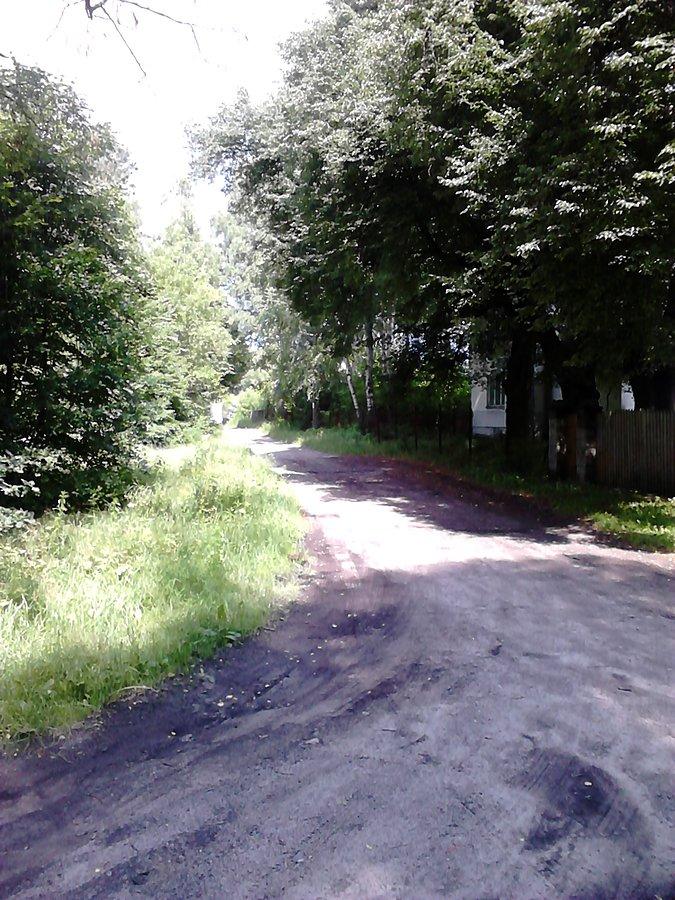 Drogi w puszczy