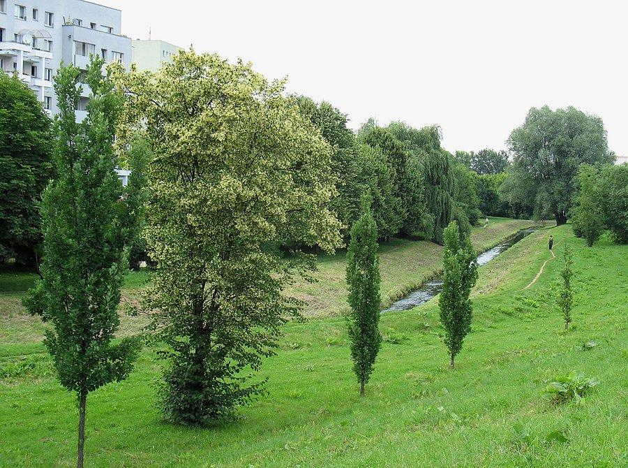 Kwitnąca lipa nad Potokiem Służewieckim