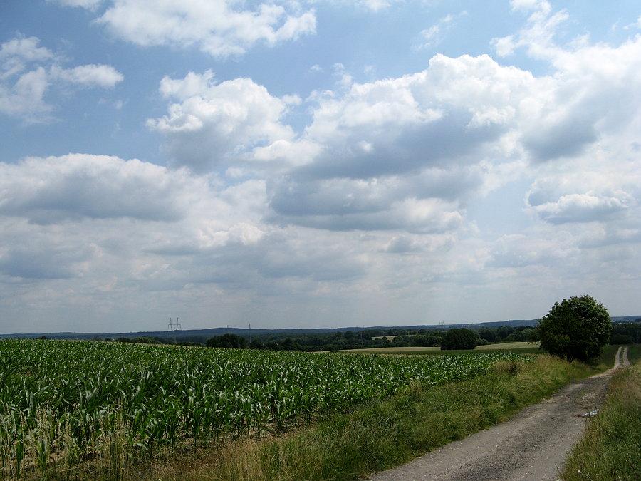 Zółty szlak pieszy - widok m.in. na Puszczę Zielonka