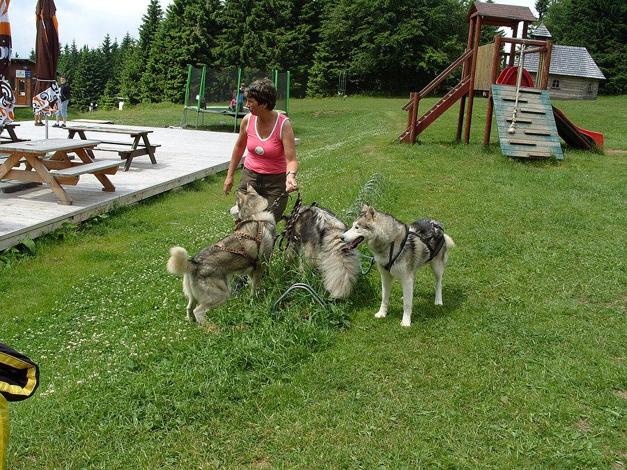 Chata Paprsek na dzień dobry witają nas Husky, choć nie wiem czy to z radości czy też że sobie coś przegryzą ;)