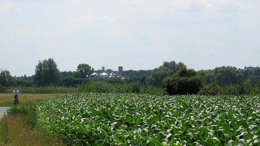 Pola pod Słomczynem