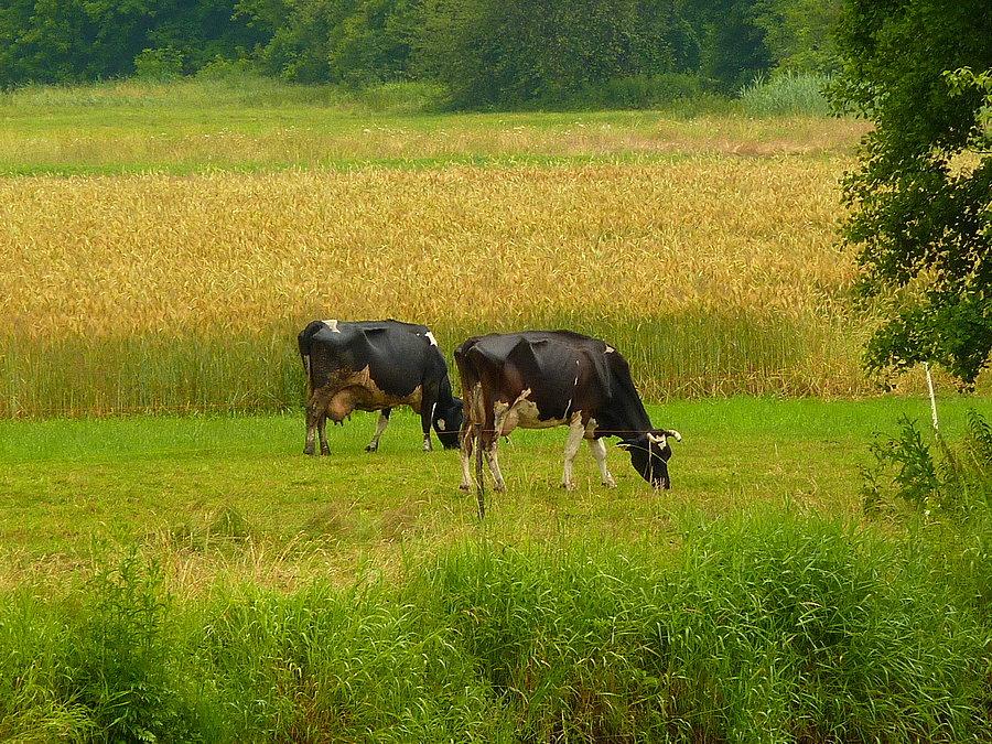 Mokre krowy nad Świdrem