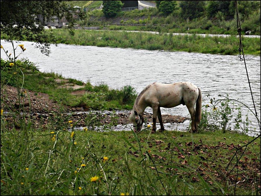 Koń nad Rabą