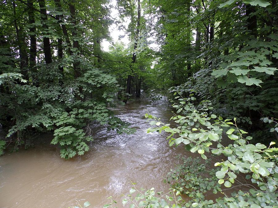 Rów w lesie
