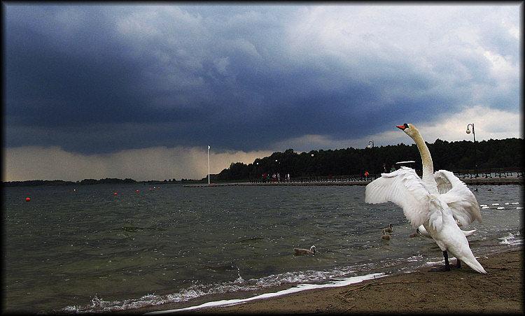 Łabędź nad jeziorem
