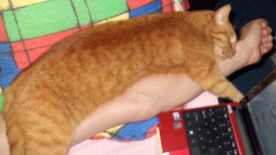 Muszę tak cały czas trzymać rękę żeby kotek nie sturlał się na laptopa :)