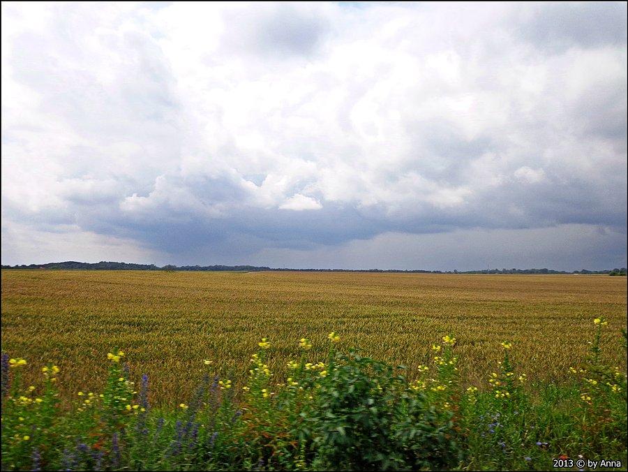 Pola, lasy, łąki