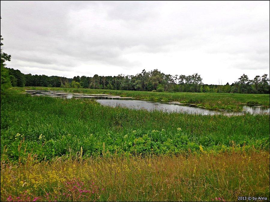 Narew