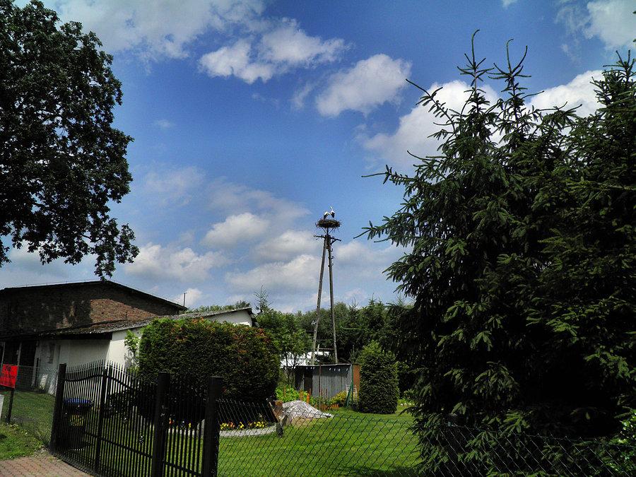 Bociany z Dobrej, potomstwa chyba brak
