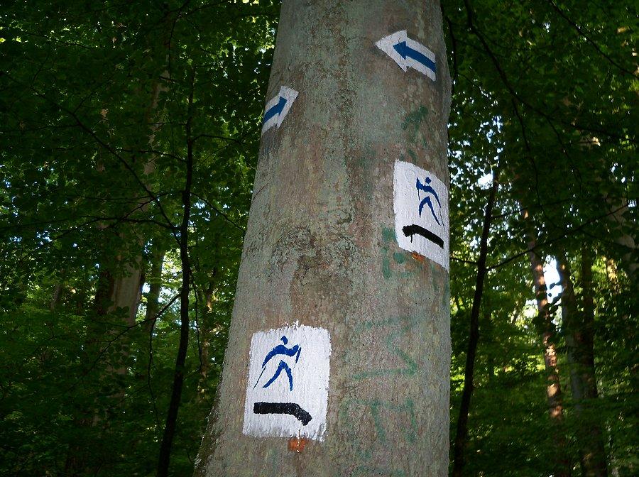 BAŻANTARNIA - szlak pieszy i nordic walking