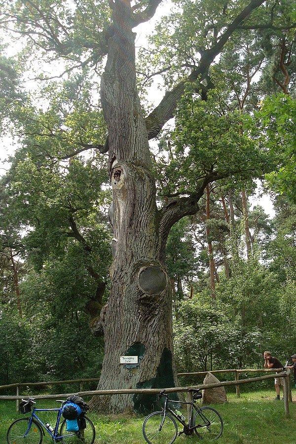 Löcknitz - tysiącletni dąb