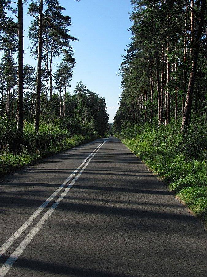 Dąbrowskie lasy w stronę Stykowa