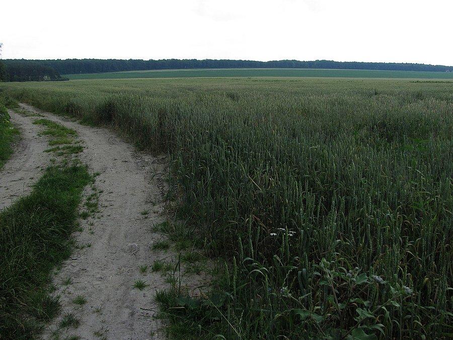 Przed Wodzisławiem