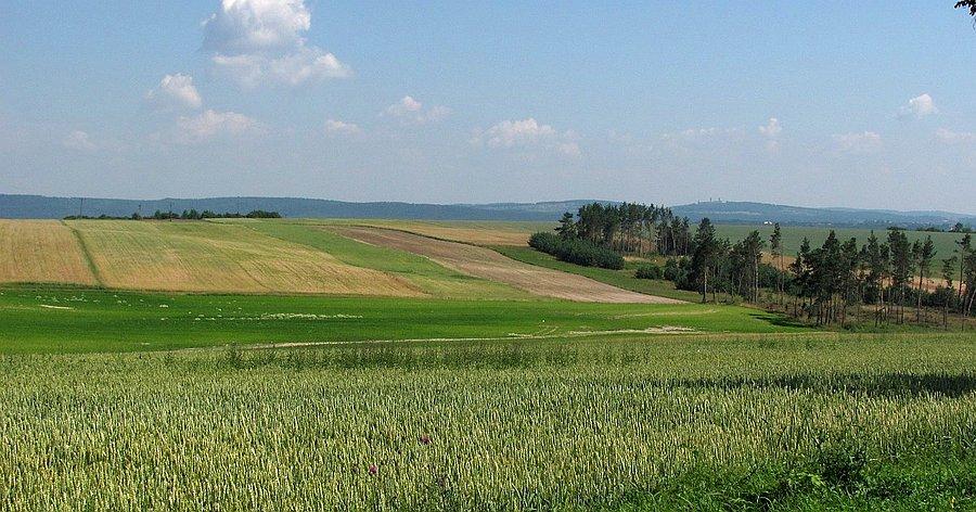 Pola, resztki lasu, zamek daleko w tle