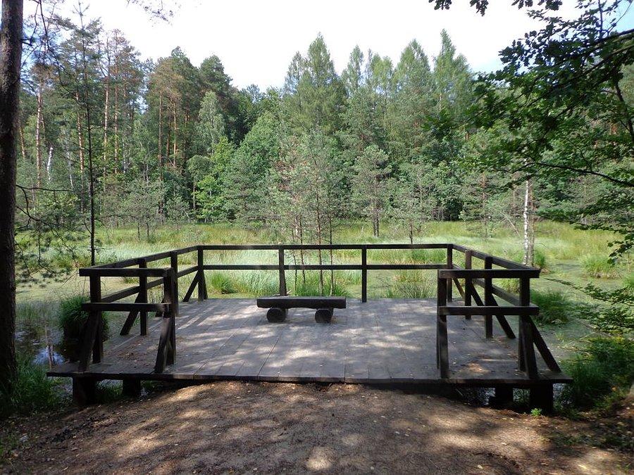 Punkt widokowy na bagno