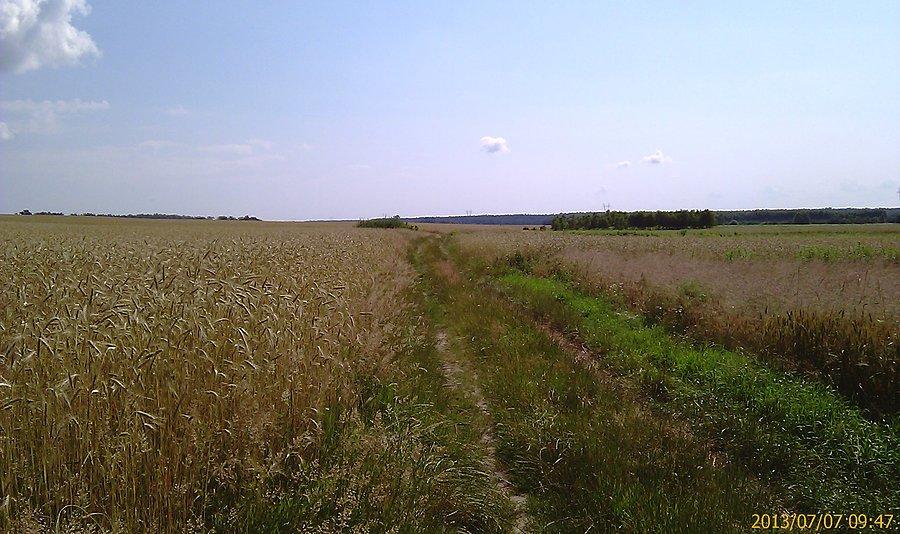 Zboże dojrzewa