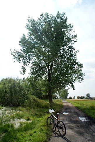 Drogą polną dojadę do Jadwigowa, jak się później okaże ;)