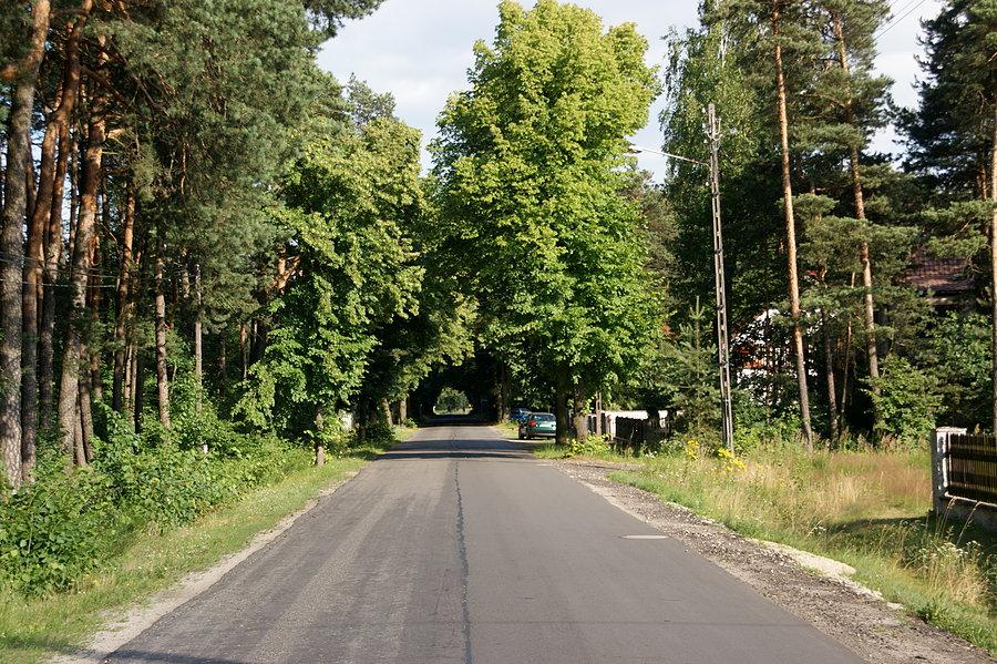 Zielony tunel w Szczedrzyku