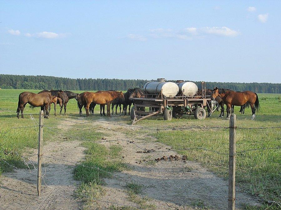 Bałdy - hodowla koni