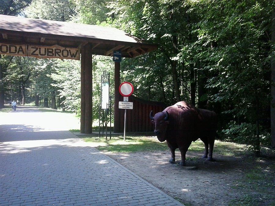 Pszczyna - zagroda żubrów