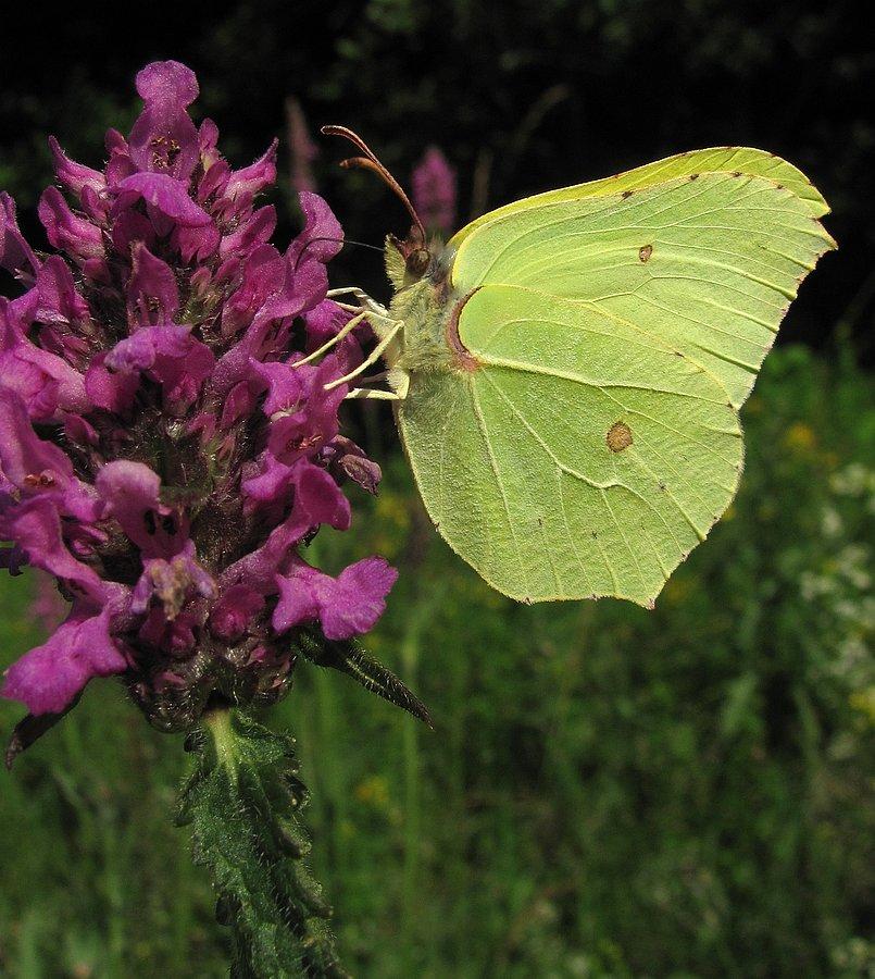 Samiec G.rhamni