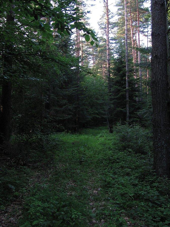 Prawdziwy teren, bez drogi