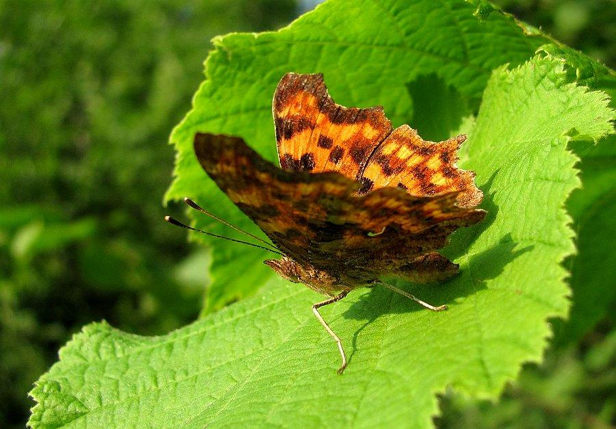 Rusałka ceik - płochliwy motyl, trudny do fotografowania; widoczne białe 'C' na spodzie skrzydła