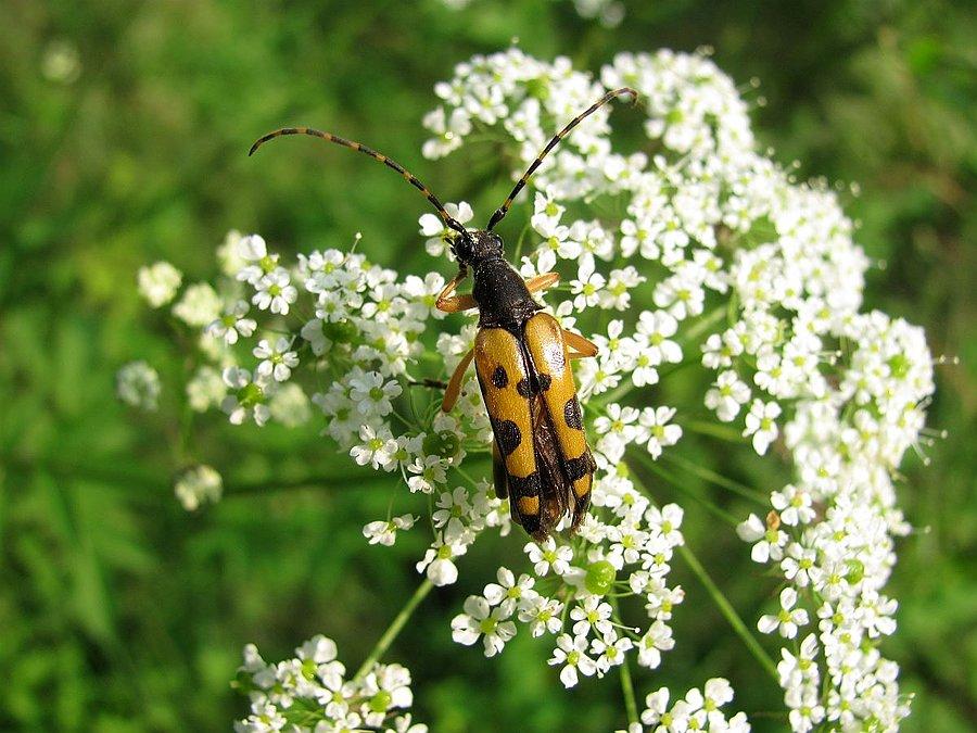 Rutpela maculata