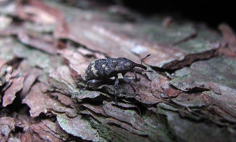 Smolnik (Pissodes sp.) gdzieś w drewnie
