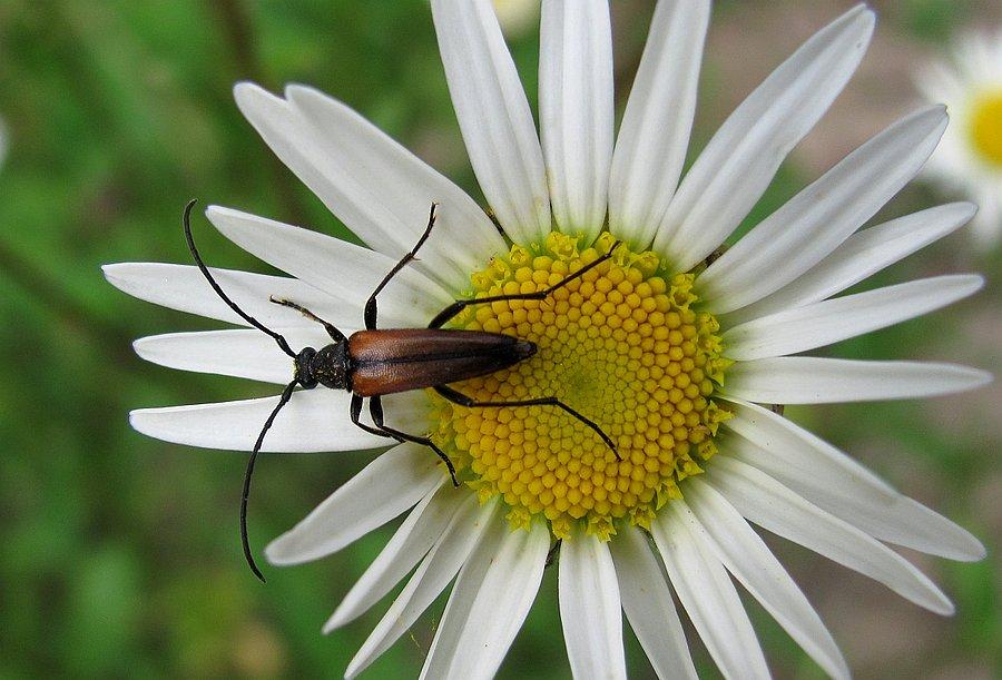 Samiec Stenurella melanura