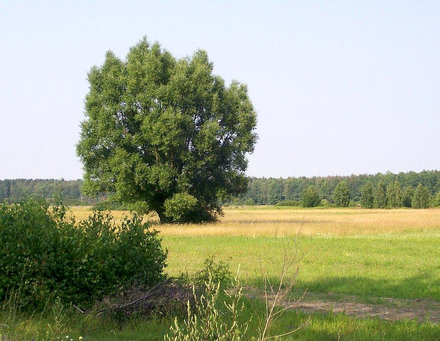 Samotna wierzba wśród pól- widok lipcowy