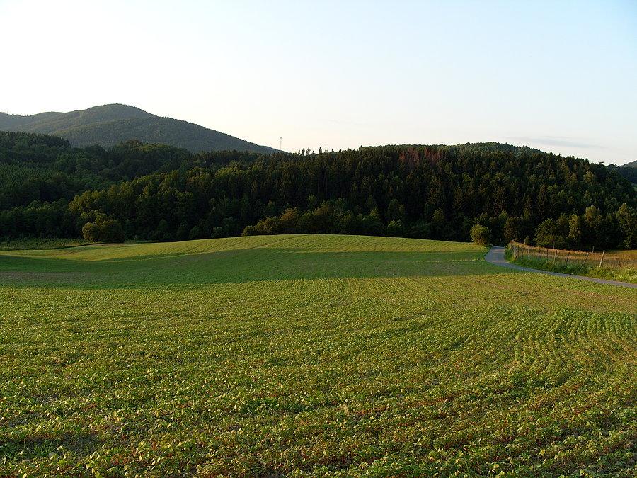 Widok z Koloni na Kłodzką Górę