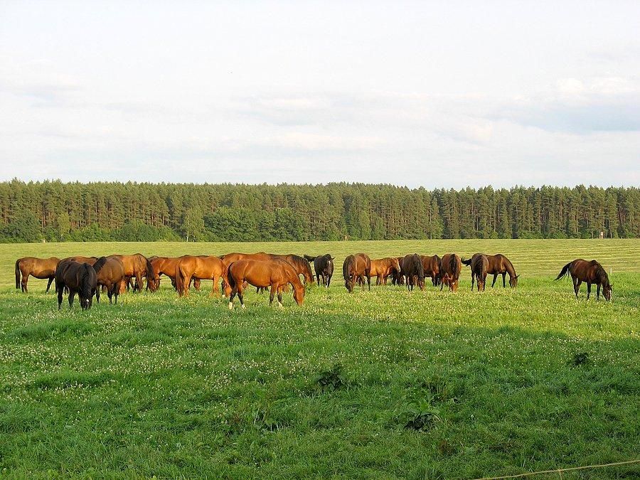 Bałdy - stadnina