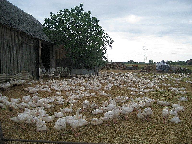 Ferma gęsi w Kołacie