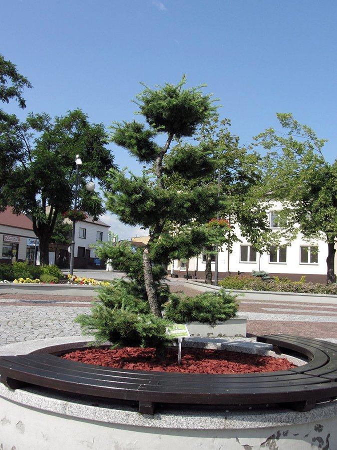 Drzewko w Koziegłowach